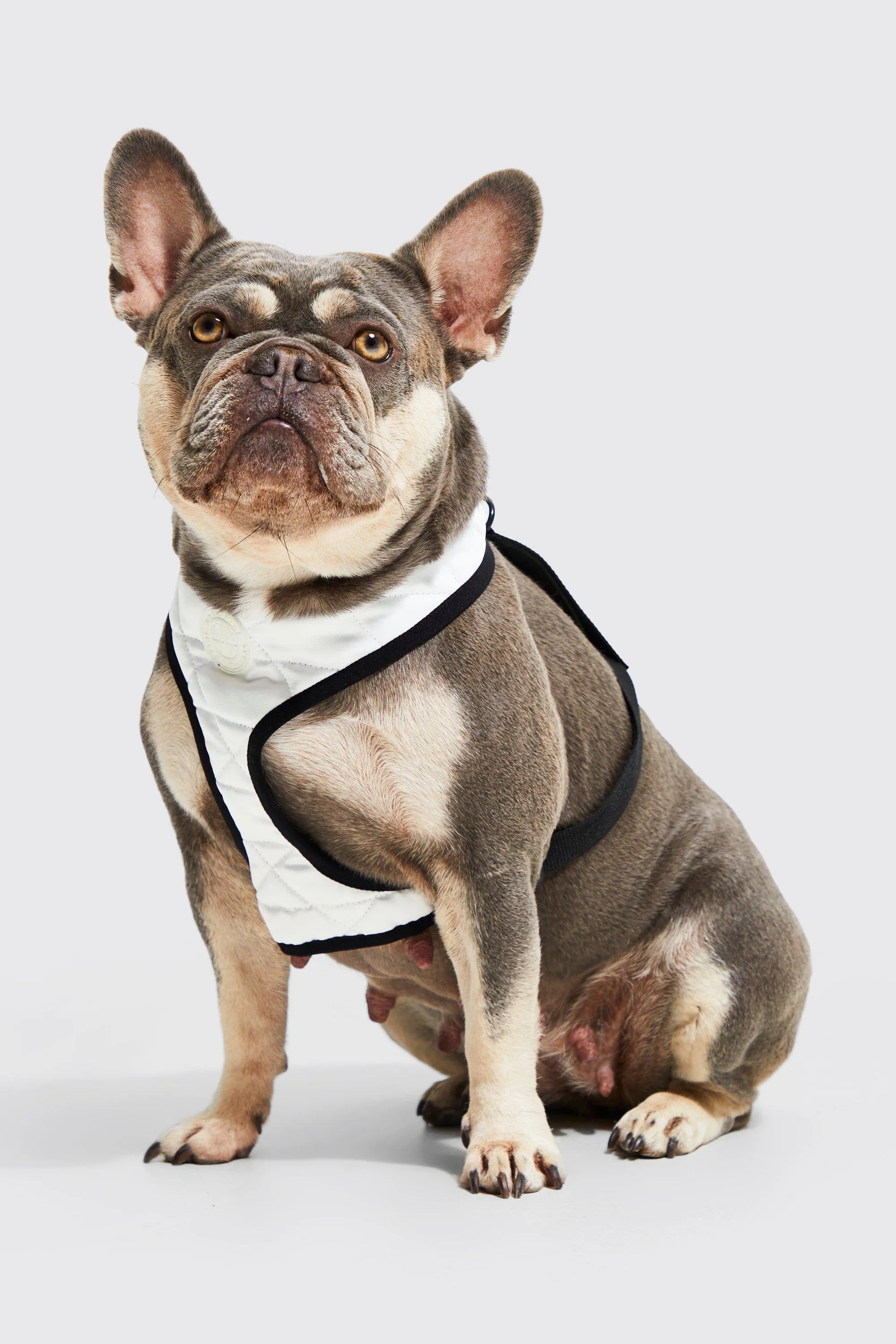 BoohooMAN Satin Nylon Quilted Dog Harness | boohooMAN UK